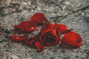 rose petals on ground